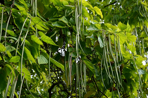 It is a low tree, with large leaves. The heart-shaped leaves are light to medium green. The tree maintains a broadly spherical, compact crown, an alley in the city park by the road